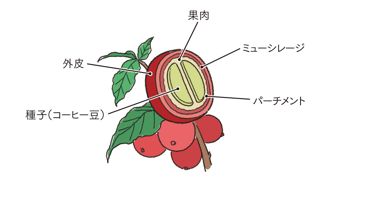 コーヒーチェリーの断面図